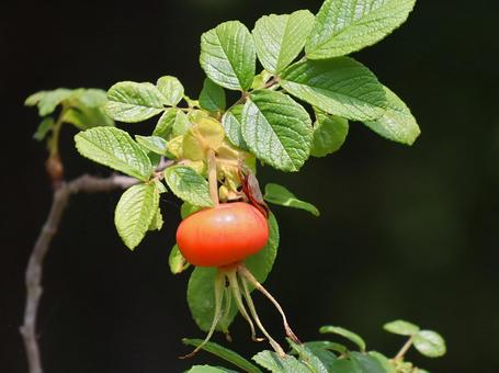 植物 ハマナスの実 植物 ハマナスの実の写真