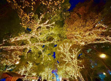 上野公園の幻想的なイルミネーション 上野公園,夜景,冬の写真素材