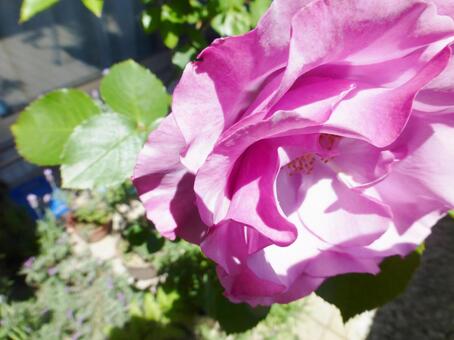 庭の薔薇 庭の薔薇の写真