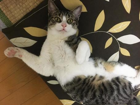 ウェストをひねるキジハチワレ ハチワレ,ねこ,猫の写真素材