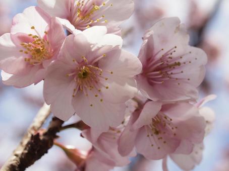 Photo, kanzakura, cold cherry blossoms, cherry blossoms, 