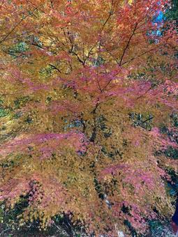 美しい紅葉 美しい紅葉の写真