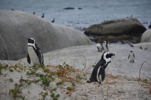 砂浜を歩くケープペンギン　喜望峰 ケープペンギン,ペンギン,南アフリカの写真素材