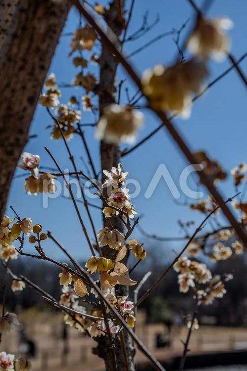 冬の古代蓮の里 ロウバイ,花,青空の写真素材