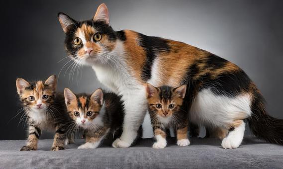 子猫を守る母猫2 子猫を守る母猫2の写真