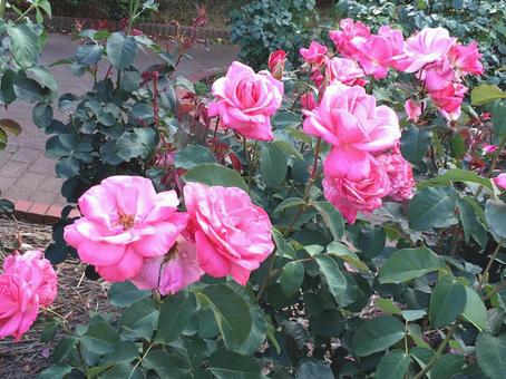 薔薇 薔薇の写真