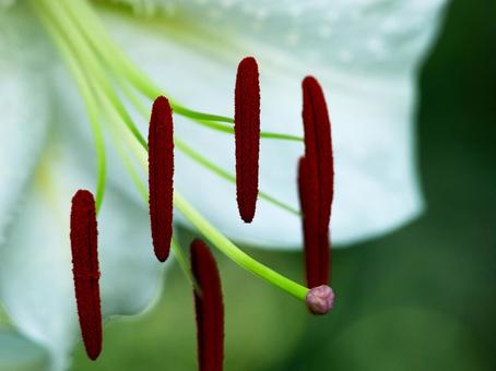 白ユリの生命力 白ユリの生命力 ユリ,白ユリ,花の写真素材