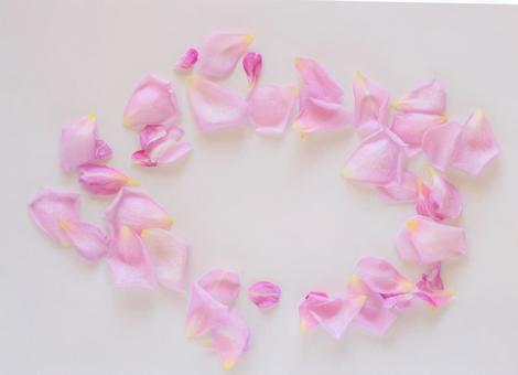 白背景にピンクの薔薇の花びら 白背景にピンクの薔薇の花びらの写真