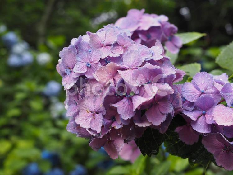 雨に濡れた紫陽花（アジサイ） アジサイ,紫陽花,あじさいの写真素材