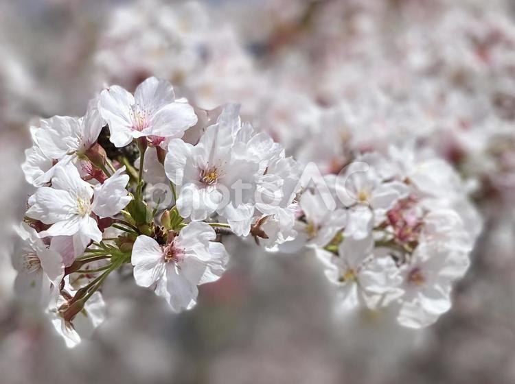 鶴舞公園の桜4 桜,サクラ,春の写真素材