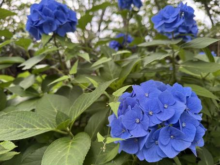 Blue hydrangea, JPG