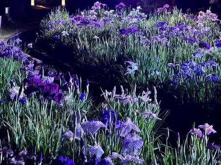 夜の堀切菖蒲園 ライトアップされる花菖蒲 夜の堀切菖蒲園 ライトアップされる花菖蒲の写真