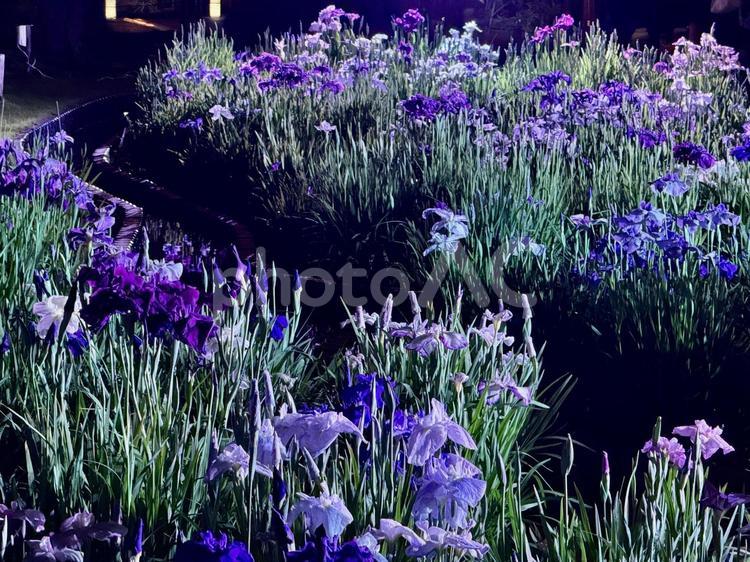 夜の堀切菖蒲園　ライトアップされる花菖蒲 堀切菖蒲園,5月,菖蒲の写真素材