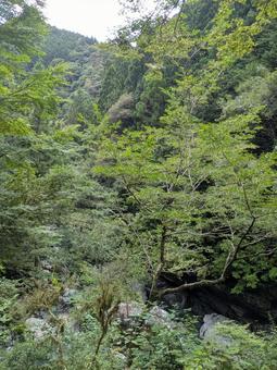 Photo, woods, forest, natural, 