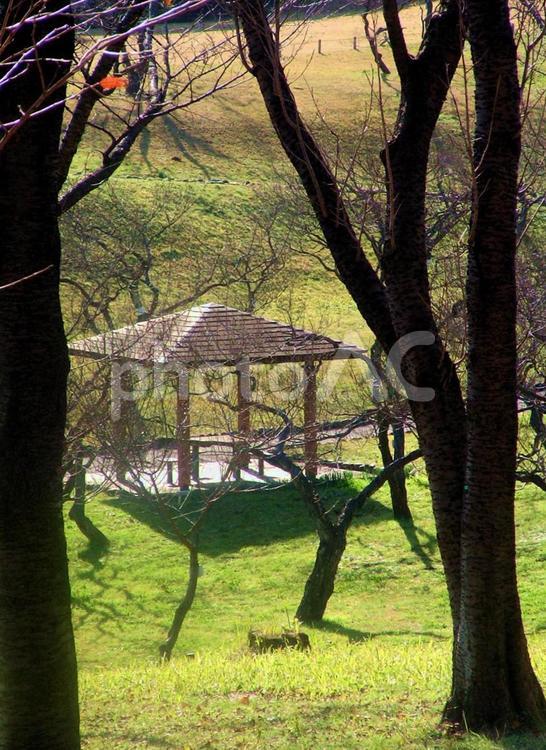 冬の公園の休憩所 自然,冬,樹木の写真素材