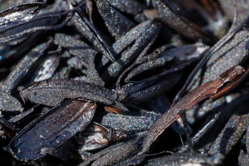 脱穀した籾殻を肥料用に焼却して炭化した物 脱穀した籾殻を肥料用に焼却して炭化した物 米,脱穀,殻の写真素材