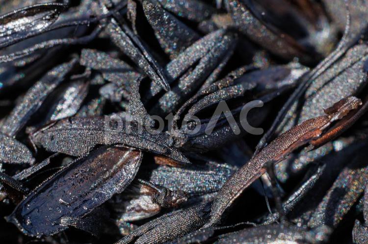 脱穀した籾殻を肥料用に焼却して炭化した物 米,脱穀,殻の写真素材