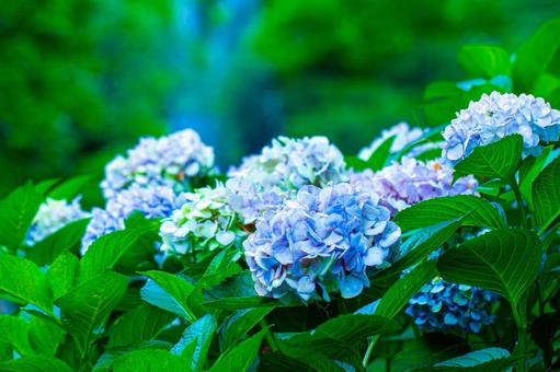 青い紫陽花 青い,花,紫陽花の写真素材