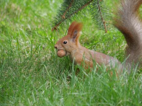 木の実を咥えるリス リス,栗鼠,秋の写真素材