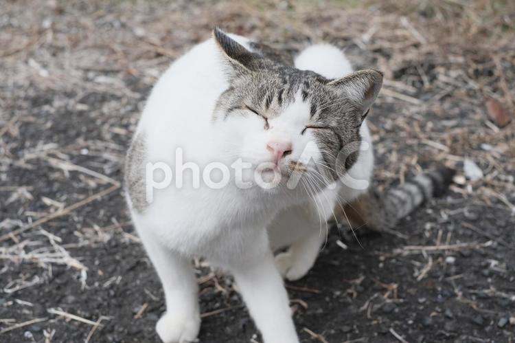 気持ちよさそうな猫 猫,ねこ,catの写真素材