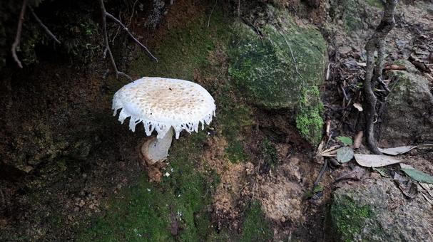 登山道脇のきのこ 登山道脇のきのこ キノコ,茸,毒キノコの写真素材
