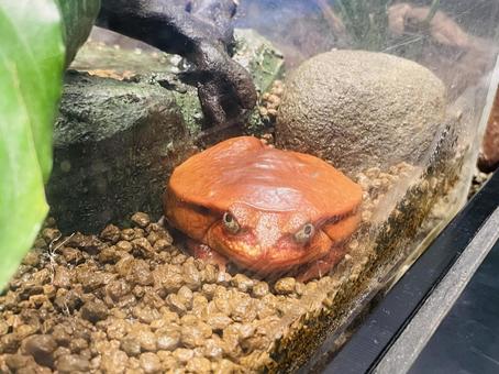 アカトマトガエル アカトマトガエルの写真