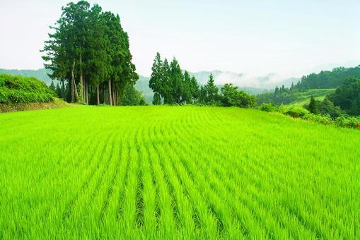 田舎の風景・田んぼ 田舎の風景・田んぼの写真