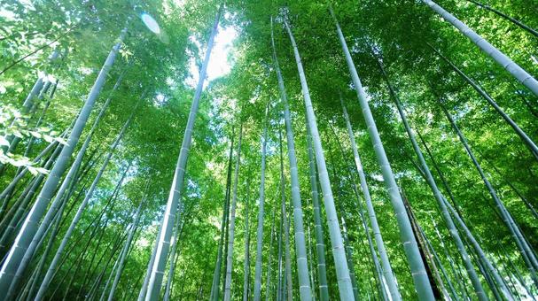 竹林-47 竹林-47 竹林,竹,新緑の写真素材