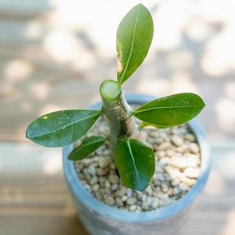 Houseplants after pruning, JPG Houseplants after pruning, JPG