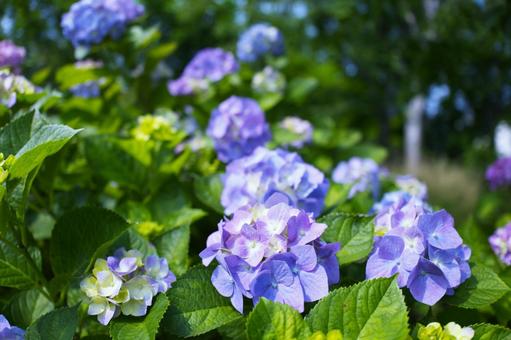アジサイ 紫陽花 梅雨 花 公園 趣深い 水滴,落ち着く,雫,バックグラウンド,背景素材,壁紙,雨,しっとり,テクスチャ,湿気,憂鬱,アンニュイ,流れ落ちる,台風,湿度,ネガティブ,雨音,しとしと,雨の日,田舎の景色,通り雨,梅雨時期,ガラスの水滴 低気 アジサイ 紫陽花 梅雨 花 公園 趣深い 水滴,落ち着く,雫,バックグラウンド,背景素材,壁紙,雨,しっとり,テクスチャ,湿気,憂鬱,アンニュイ,流れ落ちる,台風,湿度,ネガティブ,雨音,しとしと,雨の日,田舎の景色,通り雨,梅雨時期,ガラスの水滴 低気の写真