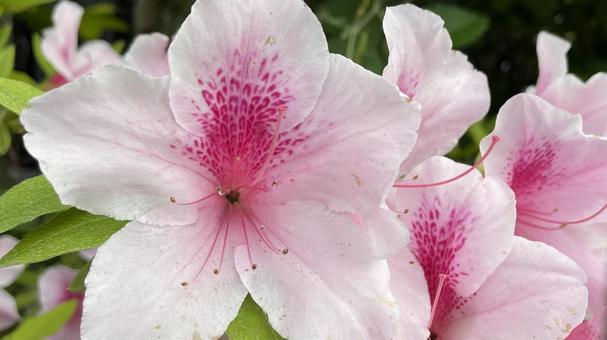 Azaleas have bloomed①, JPG