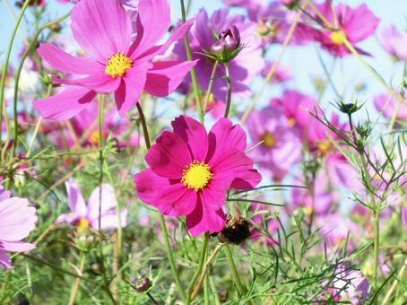 日を浴びるピンク色のコスモス コスモス,秋桜,花の写真素材