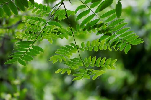 光を受けて輝く葉っぱ 葉っぱ,光,輝くの写真素材