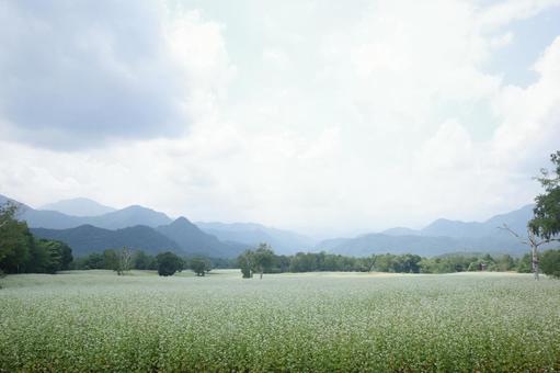 たかつえそば畑 たかつえそば畑 そば畑,そばの花,白い花の写真素材