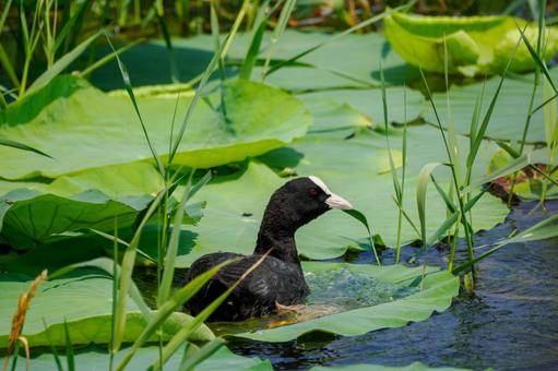 Coot⑸, JPG Coot⑸, JPG