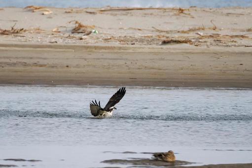 ミサゴ(33)の写真