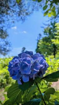青空に映える、紫陽花の花 青空に映える、紫陽花の花の写真