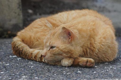 ねこ 箱座り,飼い猫,家猫の写真素材