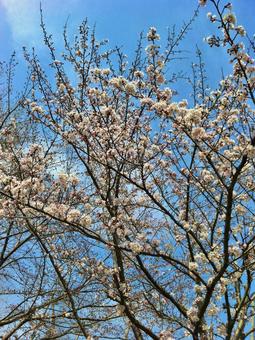 桜の木 桜,花,春の写真素材