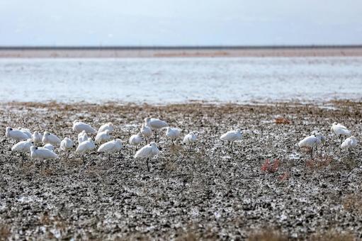 クロツラヘラサギの群れ ヘラサギ,クロツラヘラサギ,鳥の写真素材