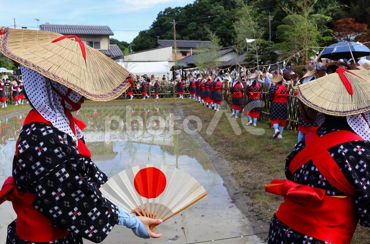 ６月中旬の主基斎田お田植まつり斎田おどり おどり,斎田おどり,編み笠の写真素材