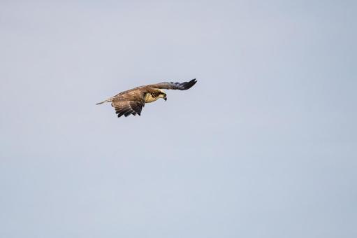 ミサゴ(150)の写真