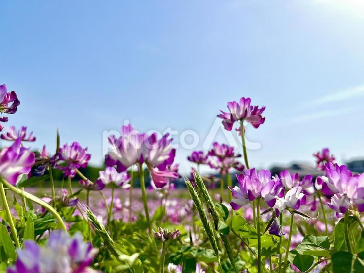 れんげと青空 れんげ,花,植物の写真素材