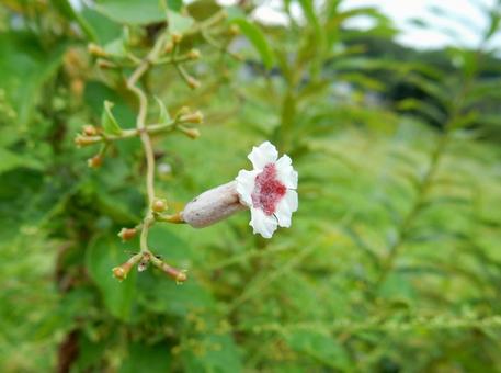 【花の写真】ヘクソカズラ(屁糞葛) 【花の写真】ヘクソカズラ(屁糞葛)の写真