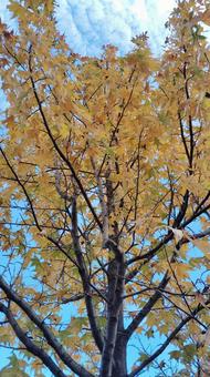 紅葉 黄色,青,晴天の写真素材