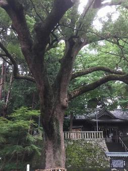 お参り お参りの写真