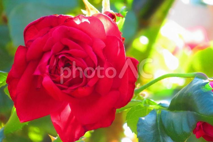 １１月上旬の公園の陽に照らされるバラの花 背景,バラ,花の写真素材