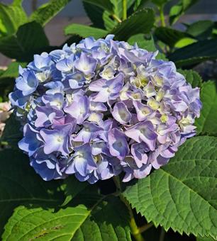 紫陽花2 紫陽花2の写真