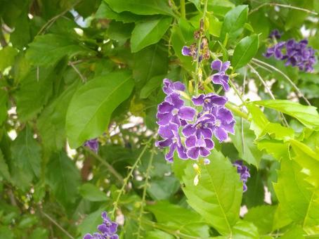 花 花の写真