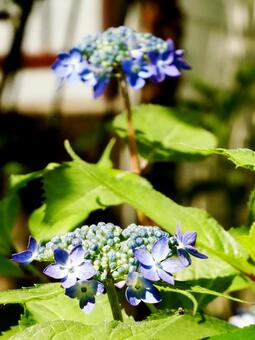 紫陽花 紫陽花の写真